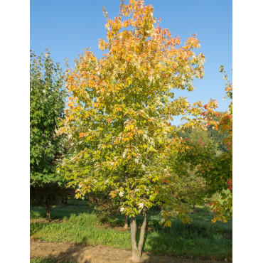 ACER freemanii AUTUMN BLAZE