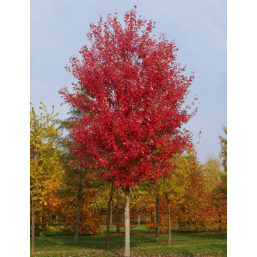 ACER freemanii AUTUMN BLAZE