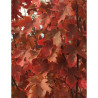 ACER freemanii AUTUMN BLAZE