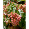 ACER ginnala BAILEY COMPACT