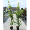 ACER rubrum FAIRVIEW FLAME En pot de 12-15 litres forme baliveau