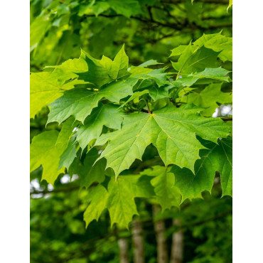 ACER saccharum