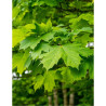 ACER saccharum