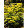 ACER shirasawanum AUREUM