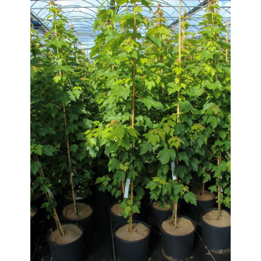 ACER rubrum OCTOBER GLORY En pot de 12-15 litres forme baliveau