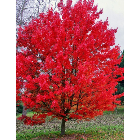 ACER rubrum OCTOBER GLORY