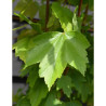 ACER rubrum OCTOBER GLORY