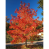 ACER rubrum OCTOBER GLORY