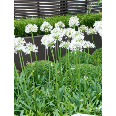 AGAPANTHUS ARTIC STAR