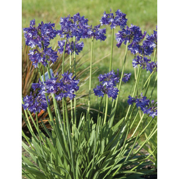 AGAPANTHUS NORTHERN STAR