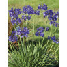 AGAPANTHUS NORTHERN STAR