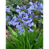 AGAPANTHUS PITCHOUNE BLUE