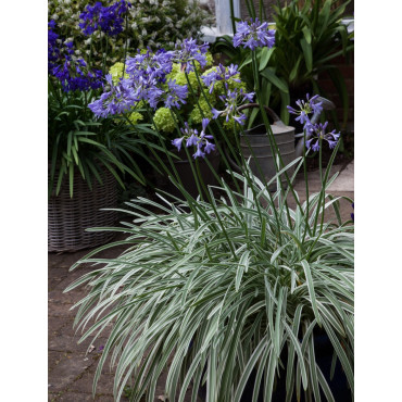 AGAPANTHUS SILVER MOON