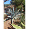 AGAVE americana