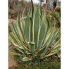 AGAVE americana VARIEGATA