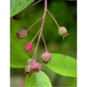 AMELANCHIER arborea ROBIN HILL