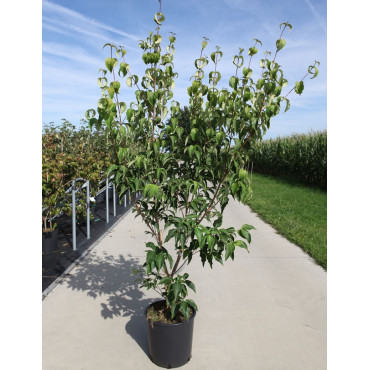 CORNUS kousa MILKY WAY En pot de 15-20 litres