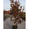 CORNUS kousa MILKY WAY En pot de 15-20 litres