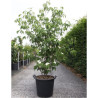 CORNUS kousa MILKY WAY En pot de 35-50 litres