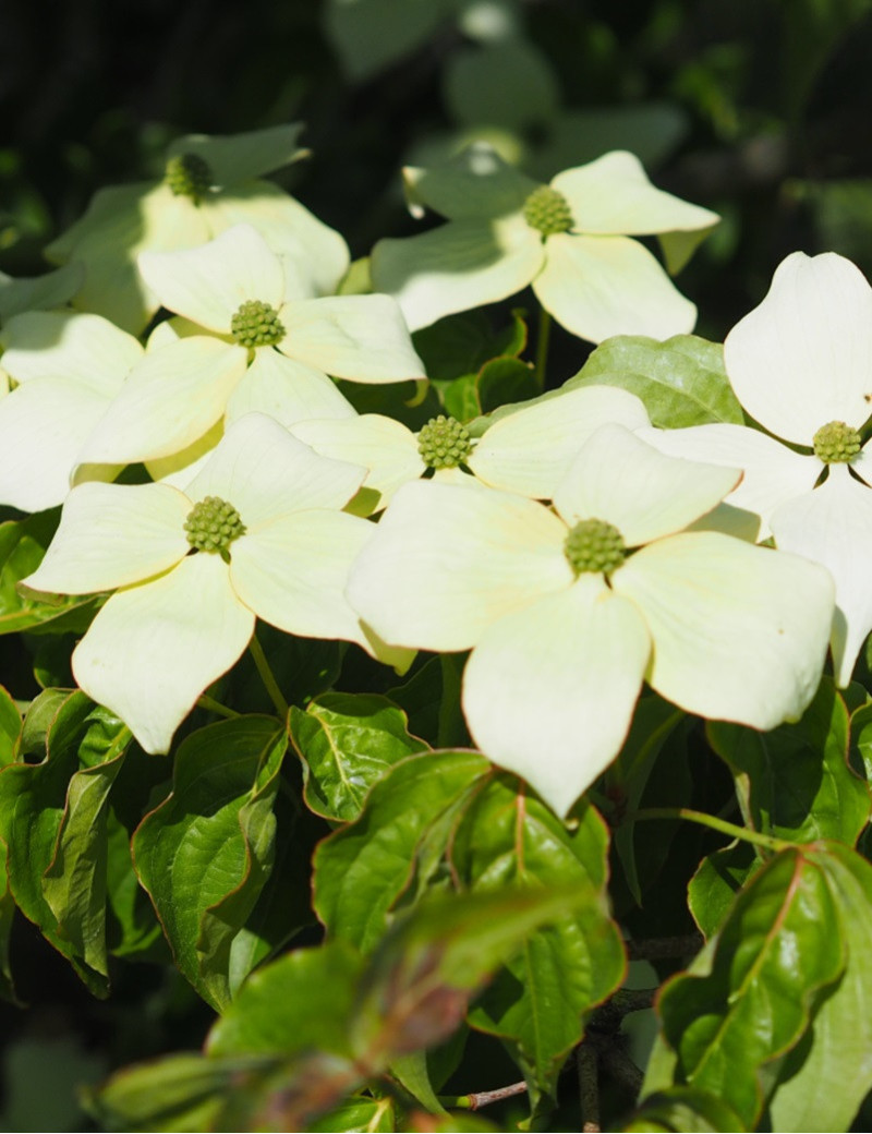 CORNUS kousa MILKY WAY