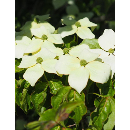 CORNUS kousa MILKY WAY