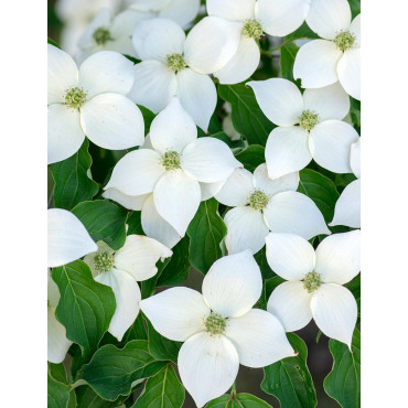 CORNUS kousa MILKY WAY