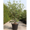 CORNUS kousa MILKY WAY En pot de 50-70 litres