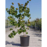 CORNUS kousa SATOMI En pot de 15-20 litres