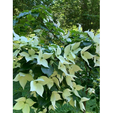 CORNUS kousa ROBERT'S SELECT