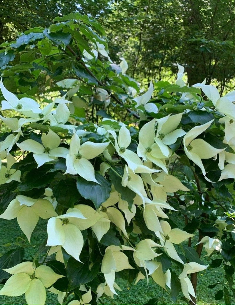 CORNUS kousa ROBERT'S SELECT