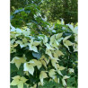 CORNUS kousa ROBERT'S SELECT