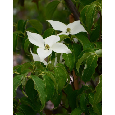 CORNUS kousa ROBERT'S SELECT