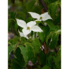 CORNUS kousa ROBERT'S SELECT