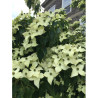 CORNUS kousa ROBERT'S SELECT