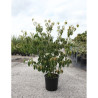 CORNUS kousa ROBERT'S SELECT En pot de 25-30 litres