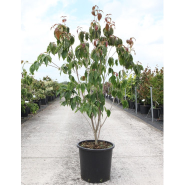 CORNUS kousa TEUTONIA En pot de 25-30 litres