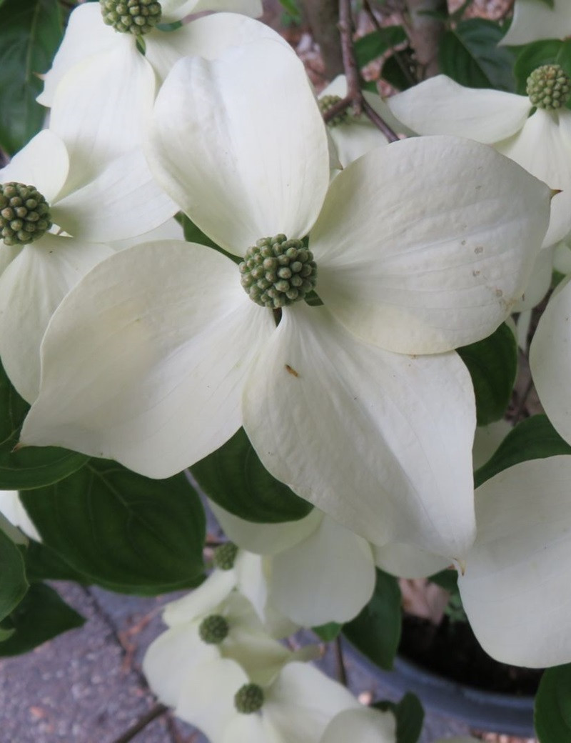 CORNUS kousa TEUTONIA