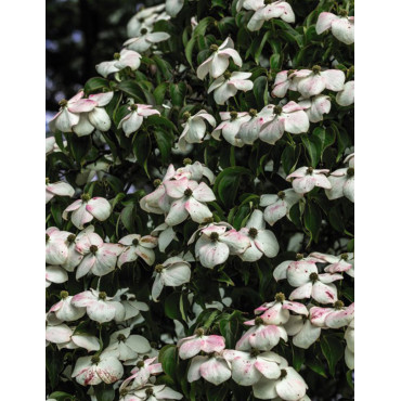 CORNUS kousa TEUTONIA