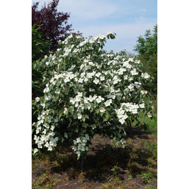 CORNUS kousa TEUTONIA