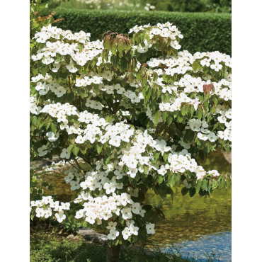 CORNUS kousa TEUTONIA