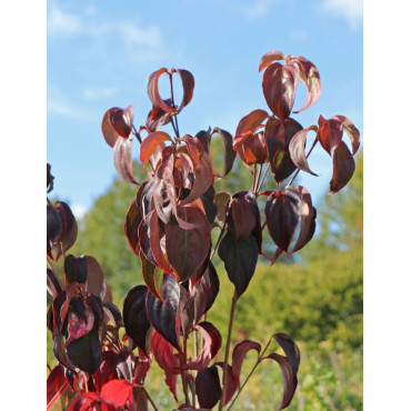 CORNUS kousa TEUTONIA