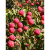 CORNUS kousa TEUTONIA