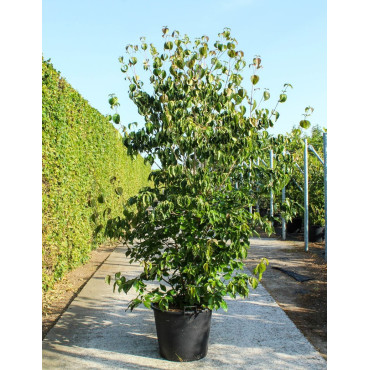 CORNUS kousa CHINENSIS En pot de 70-90 litres