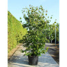 CORNUS kousa CHINENSIS En pot de 70-90 litres