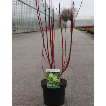 CORNUS alba AUREA En pot de 3-4 litres