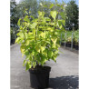 CORNUS alba AUREA En pot de 10-12 litres