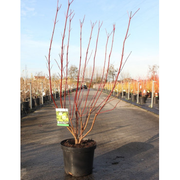 CORNUS alba AUREA En pot de 10-12 litres