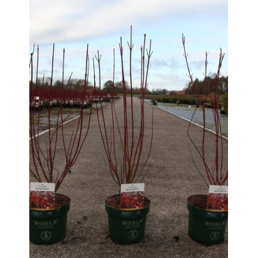 CORNUS alba BATON ROUGE En pot de 3-4 litres