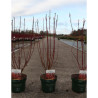 CORNUS alba BATON ROUGE En pot de 3-4 litres