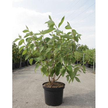 CORNUS alba BATON ROUGE En pot de 10-12 litres